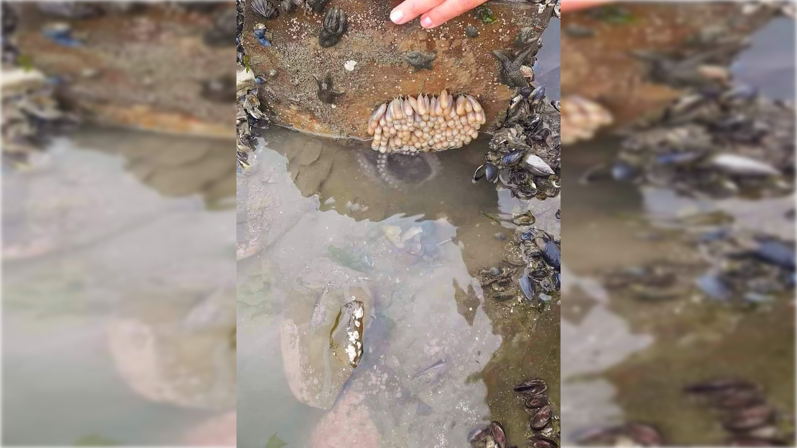 Huevos de pulpo en las rocas.