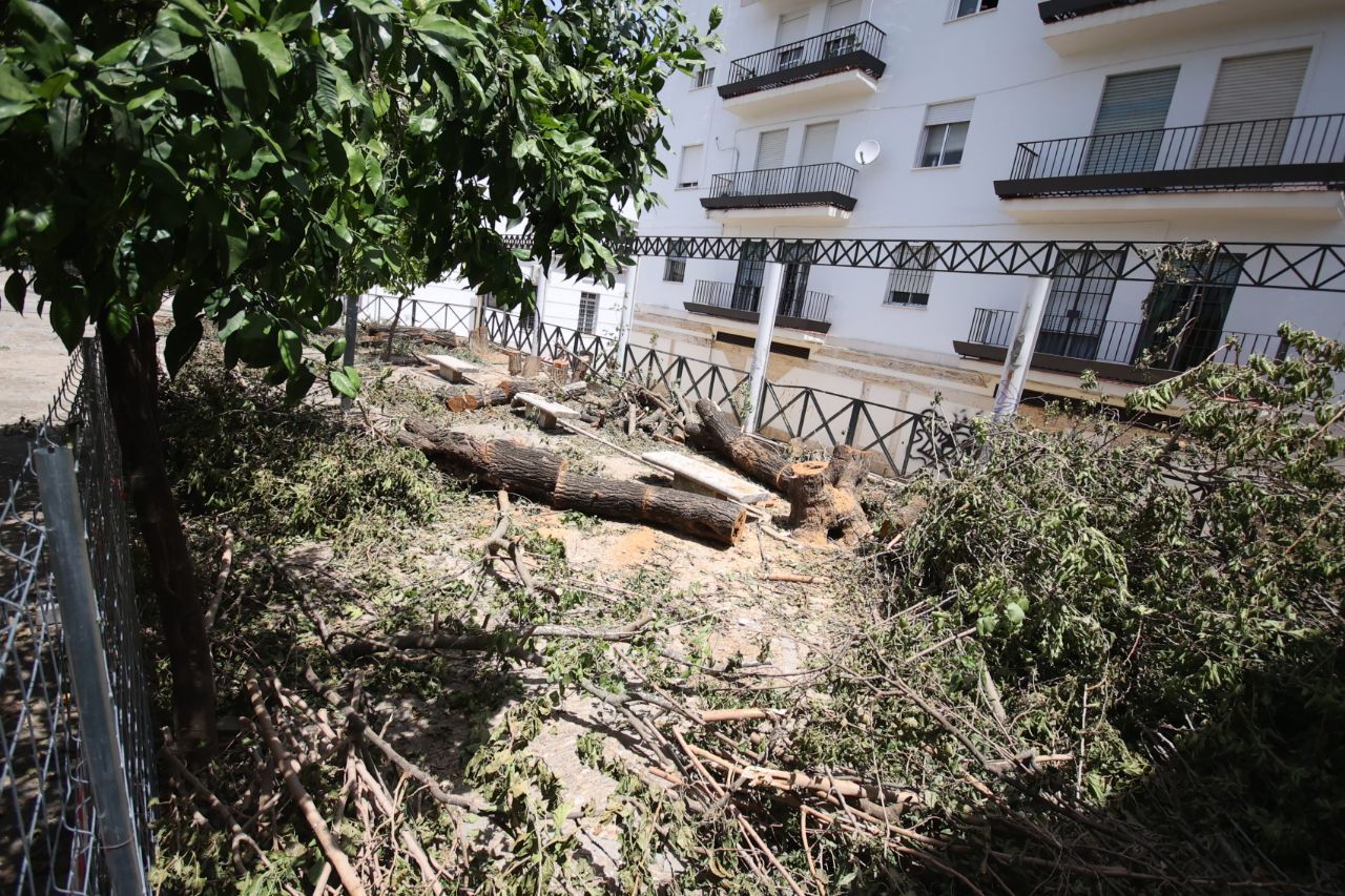 El Ayuntamiento de Jerez ha talado cuatro árboles en la Plaza Salvador Allende, en obras de remodelación.
