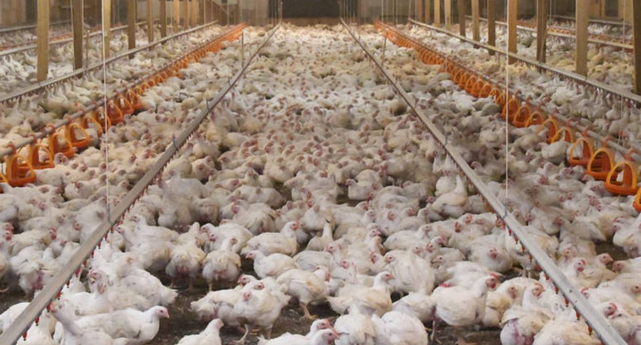 Una granja de pollos.