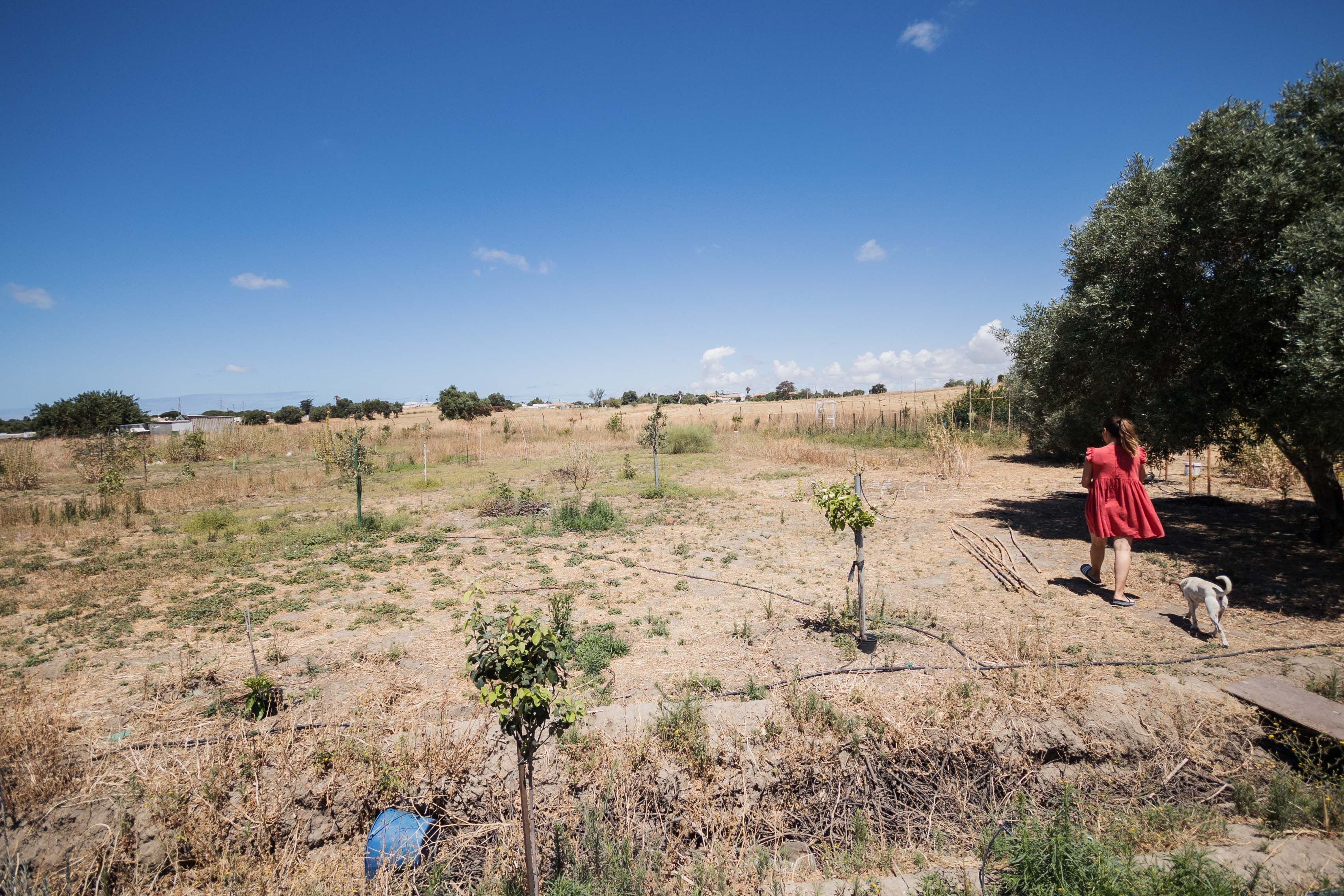 Parte del bosque que aún debe crecer.