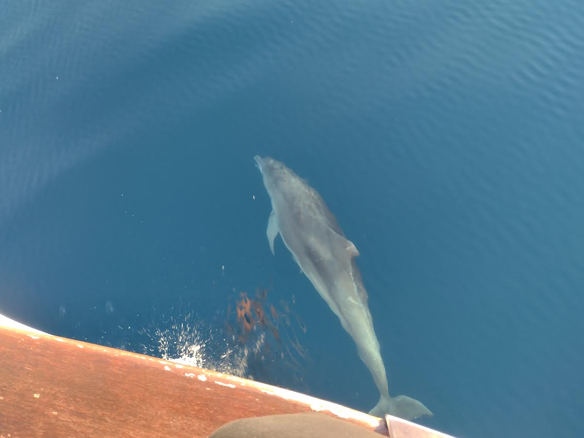 Imagen de un delfín en el mar. 
