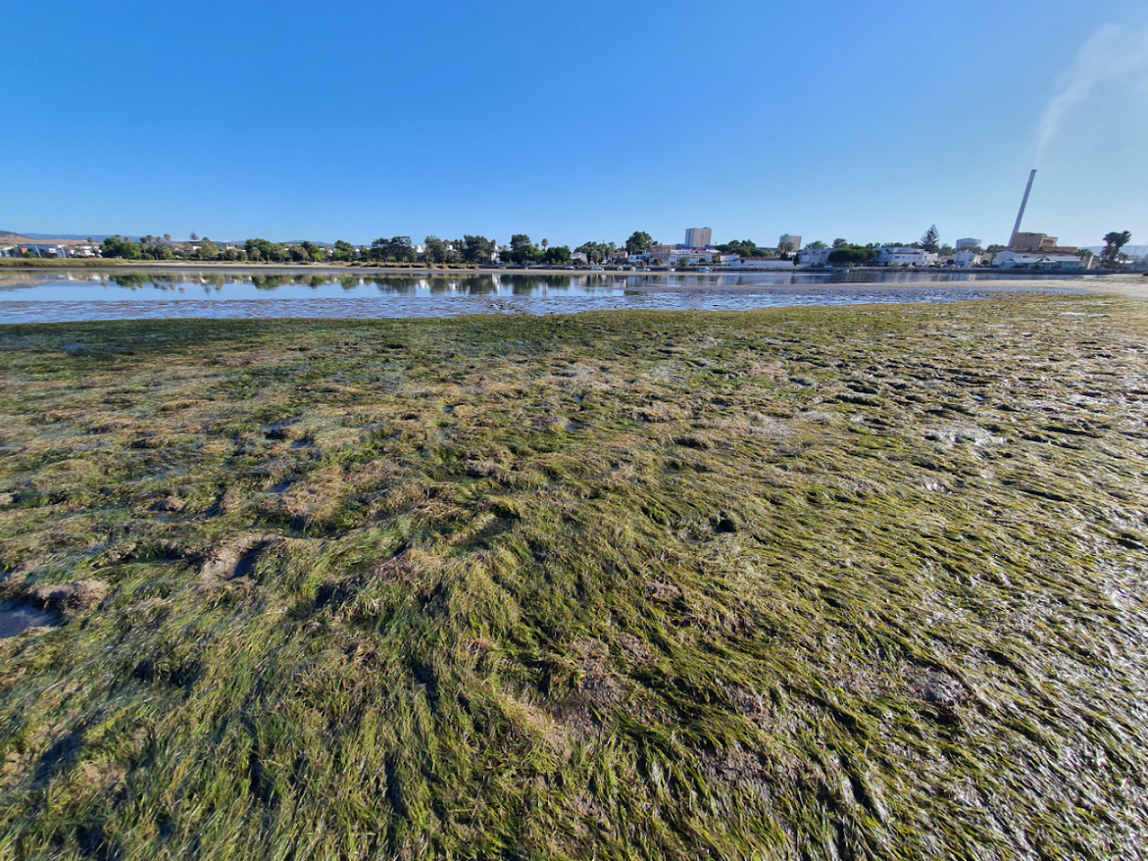 La pradera de la Zostera Noltii en la Bahía de Algeciras.