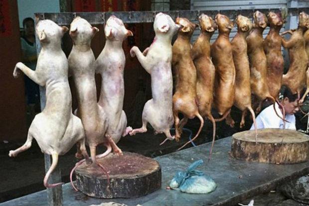 El festival de la carne de perro de China es enormemente criticado por sus prácticas hacia los animales.