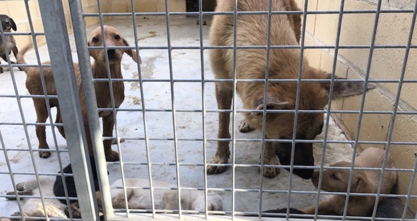 La casa de los 105 perros: estaban en estado "deplorable" y solo sobrevivieron 42. Perros que fueron incautados por el Seprona, en una imagen de 'El Rincón Habla'.