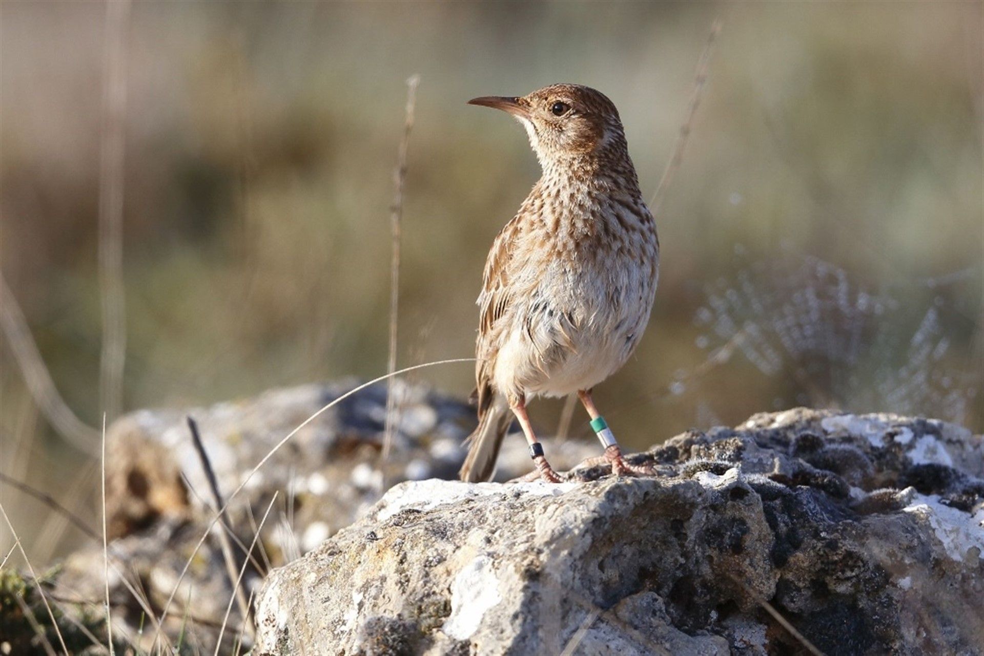 Un ejemplar de alondra ricotí —Chersophilus duponti—. 