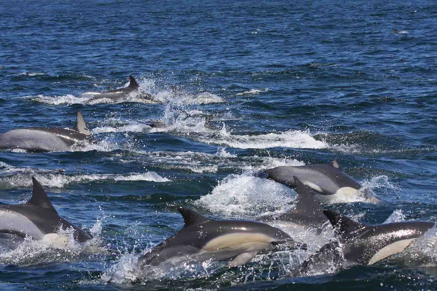 Unos delfines en alta mar en una imagen de archivo. FOTO: STEPHANIE PLÖN