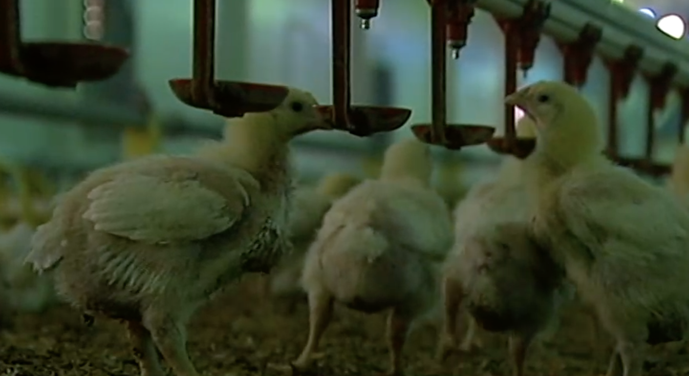 Miles de pollos infectados por la enfermedad de Newcastle en una granja de Almería.   CANALSUR