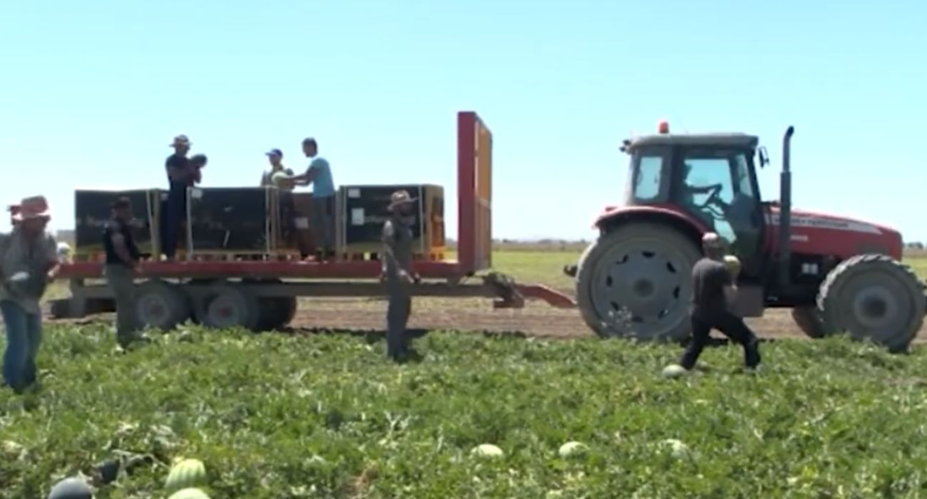 Agricultores de Lebrija, recogiendo sandías que están vendiendo directamente a pie de campo.   ANDALUCÍA DIRECTO