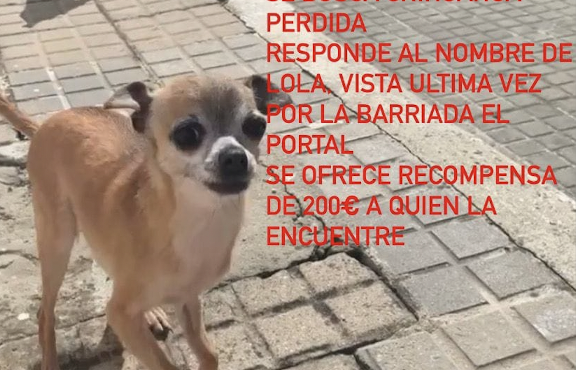 Una familia ofrece 200 euros a quien encuentre a Lola, chihuahua perdida en la barriada de El Portal.