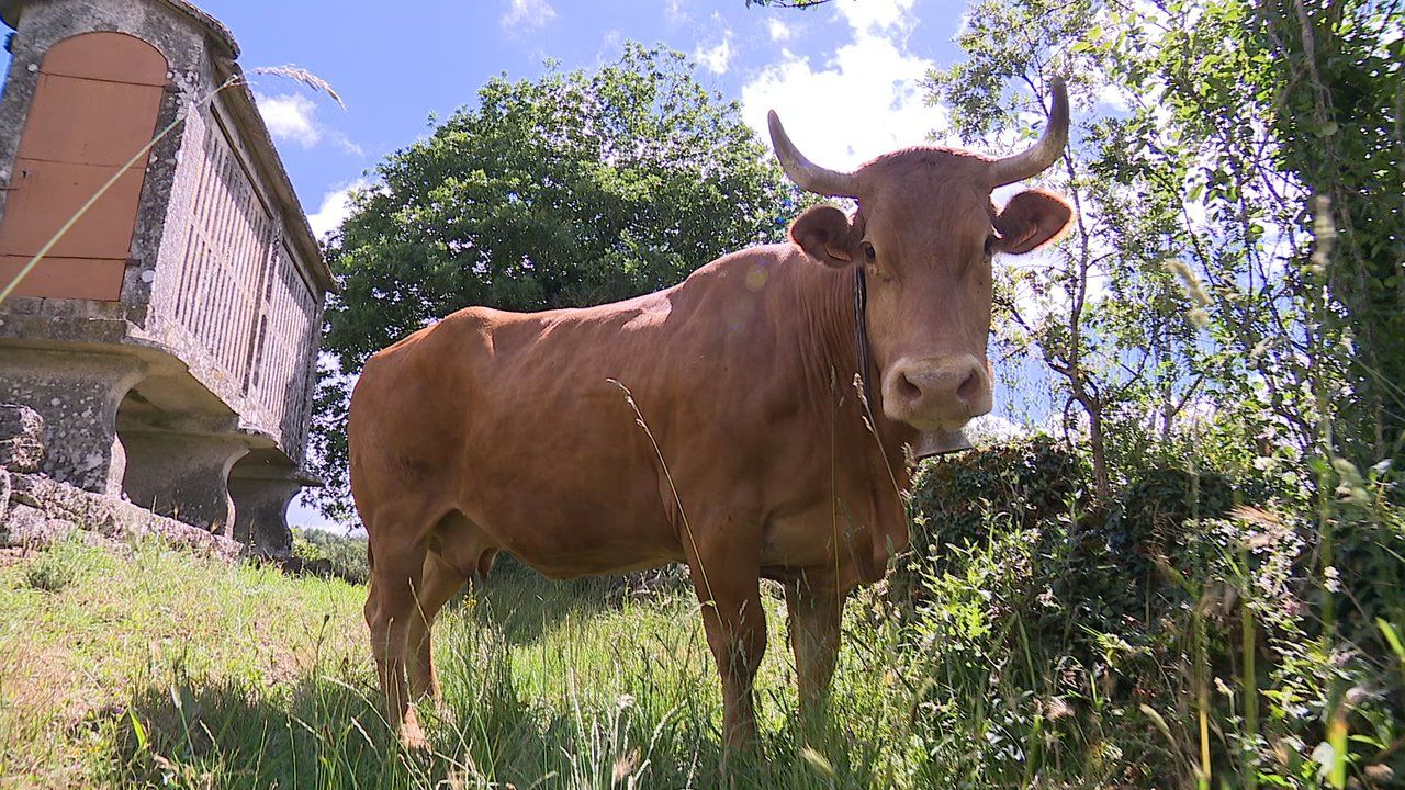 Rubia, una de las candidatas a 'Miss Vaca 2022'.