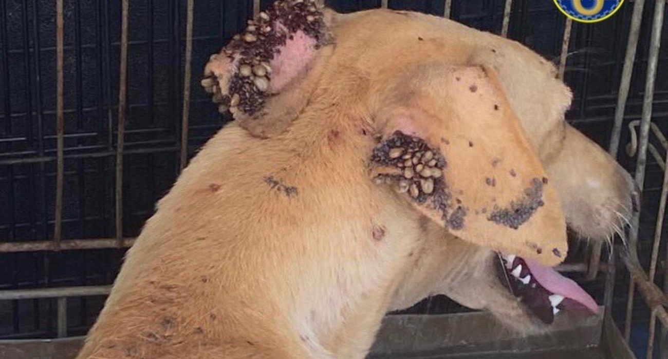 Estado en el que se encontraba uno de los galgos rescatados.   EMERGENCIAS SEVILLA