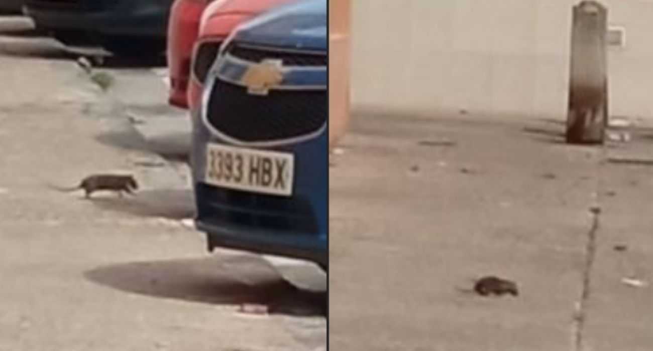 Imagen de dos ratas en la avenida del Amontillado en Jerez.