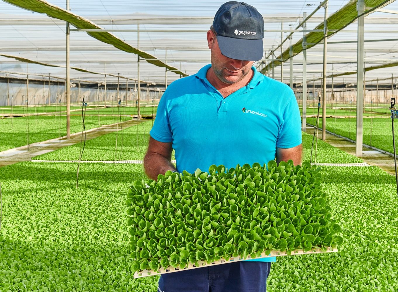 Cultivos del Grupo Lucas, una de las empresas más reconocidas del sector hortofrutícola.
