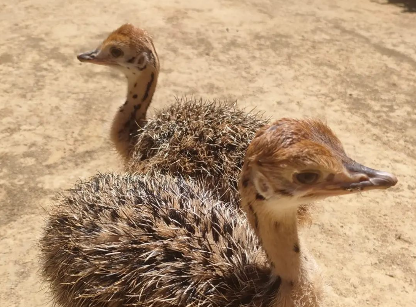 Imagen de las dos crías de avestruz de cuello rojo nacidas en el Zoo de Jerez.