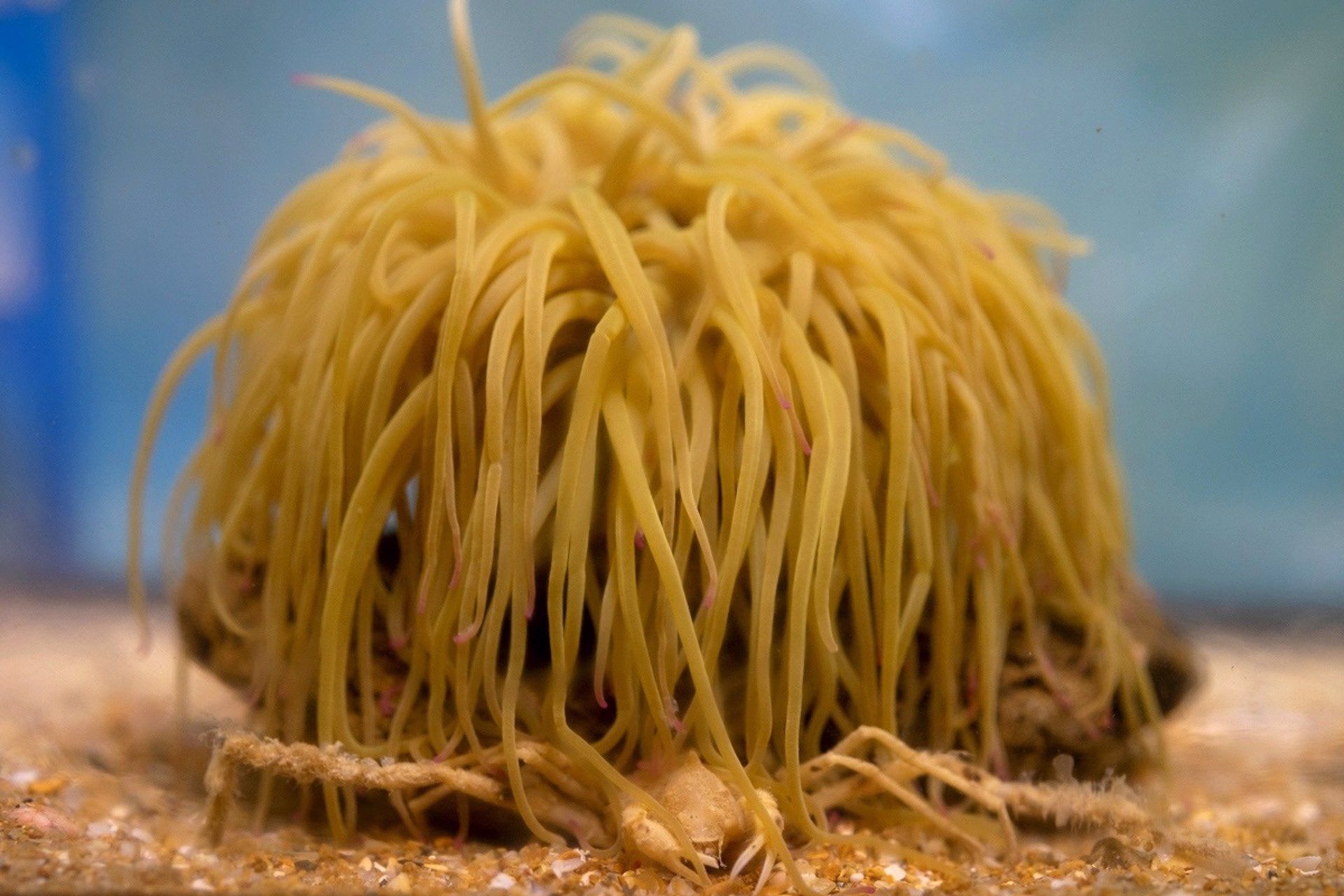 Descubren una especie de cangrejo araña con gran presencia en la Caleta de Cádiz.