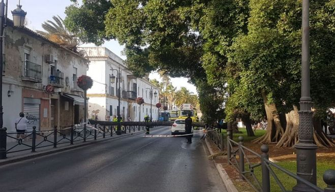 El tráfico ha quedado cortado tras la caída de la palmera.