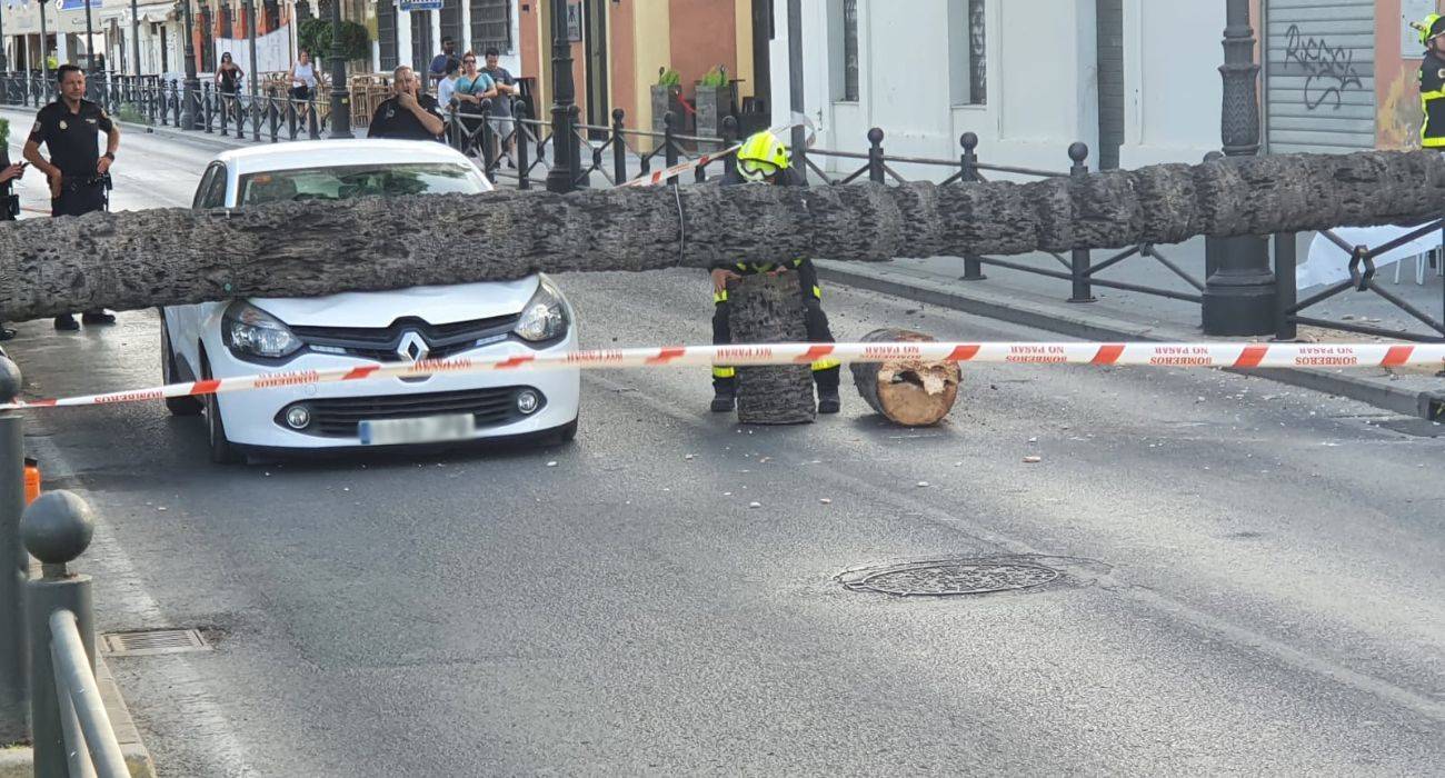 La palmera, derribada por el fuerte viento de levante, ha caído sobre el capó de un coche.