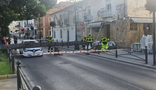Los daños causados por la caída de la palmera.