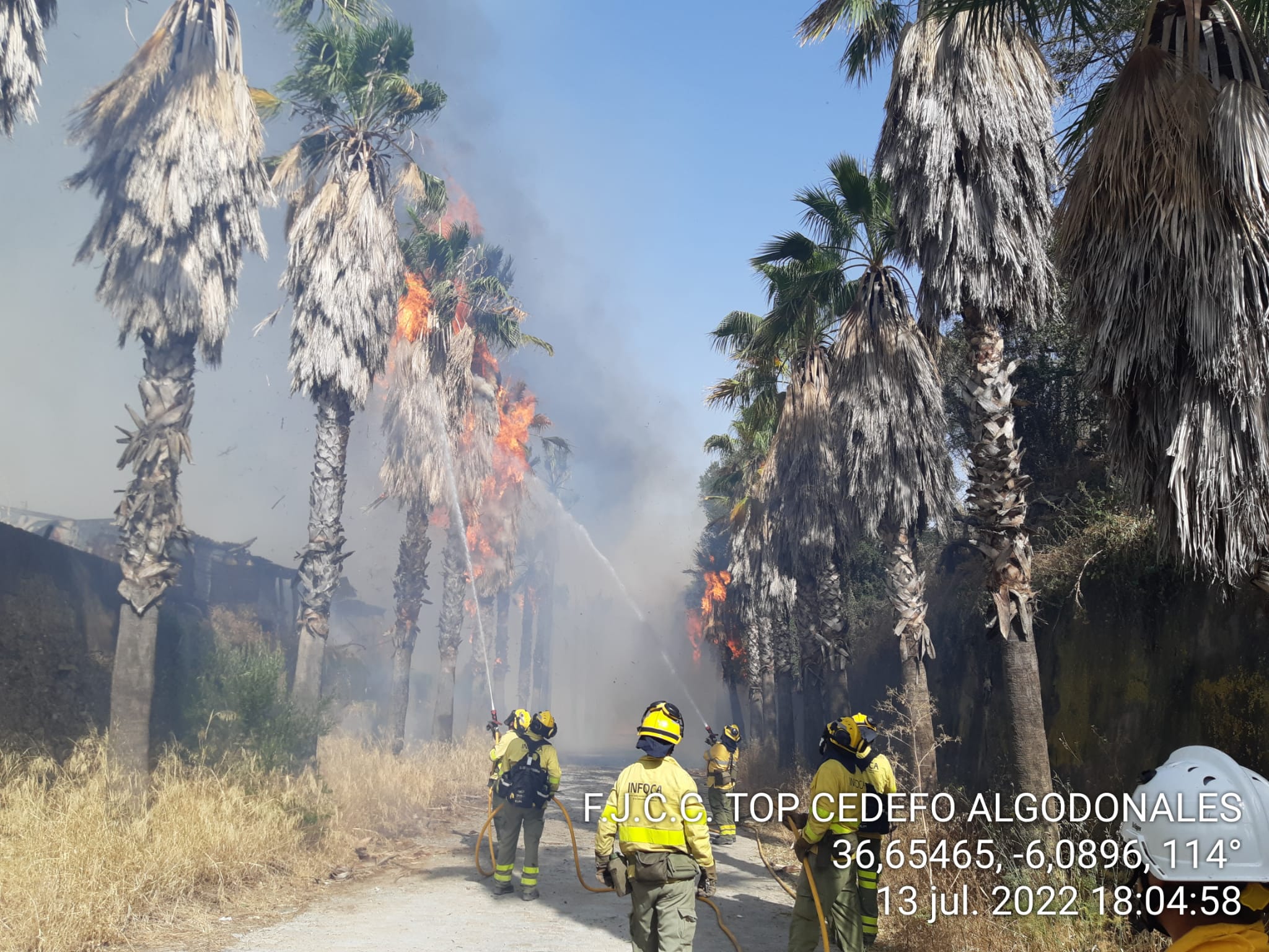 Efectivos del Infoca, en la tarde de este miércoles, tratando de extinguir las llamas en la zona de palmeras junto al vivero de Hermanos Olmedo, próximo a la Cartuja de Jerez.