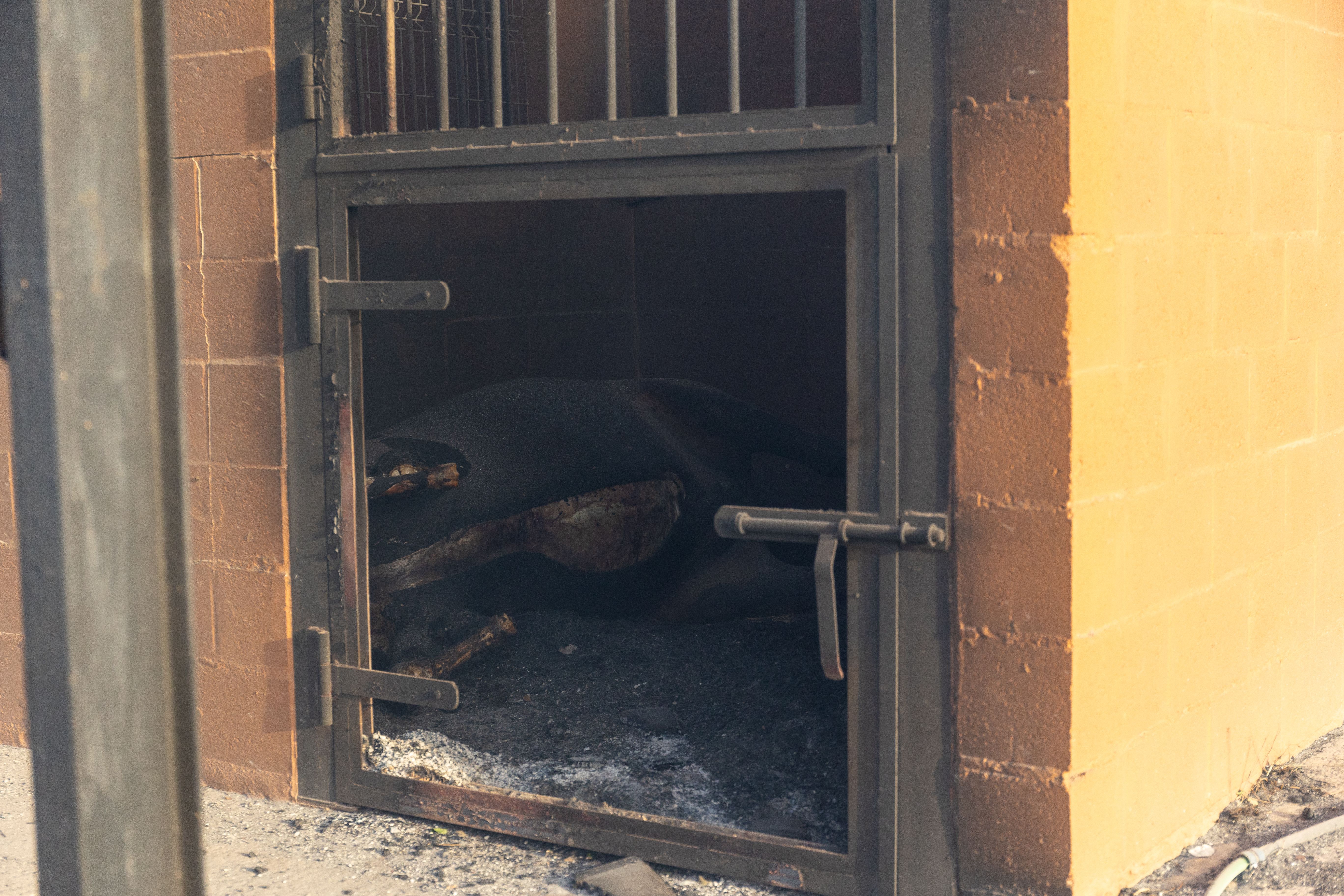 Uno de los caballos muertos en el incendio.