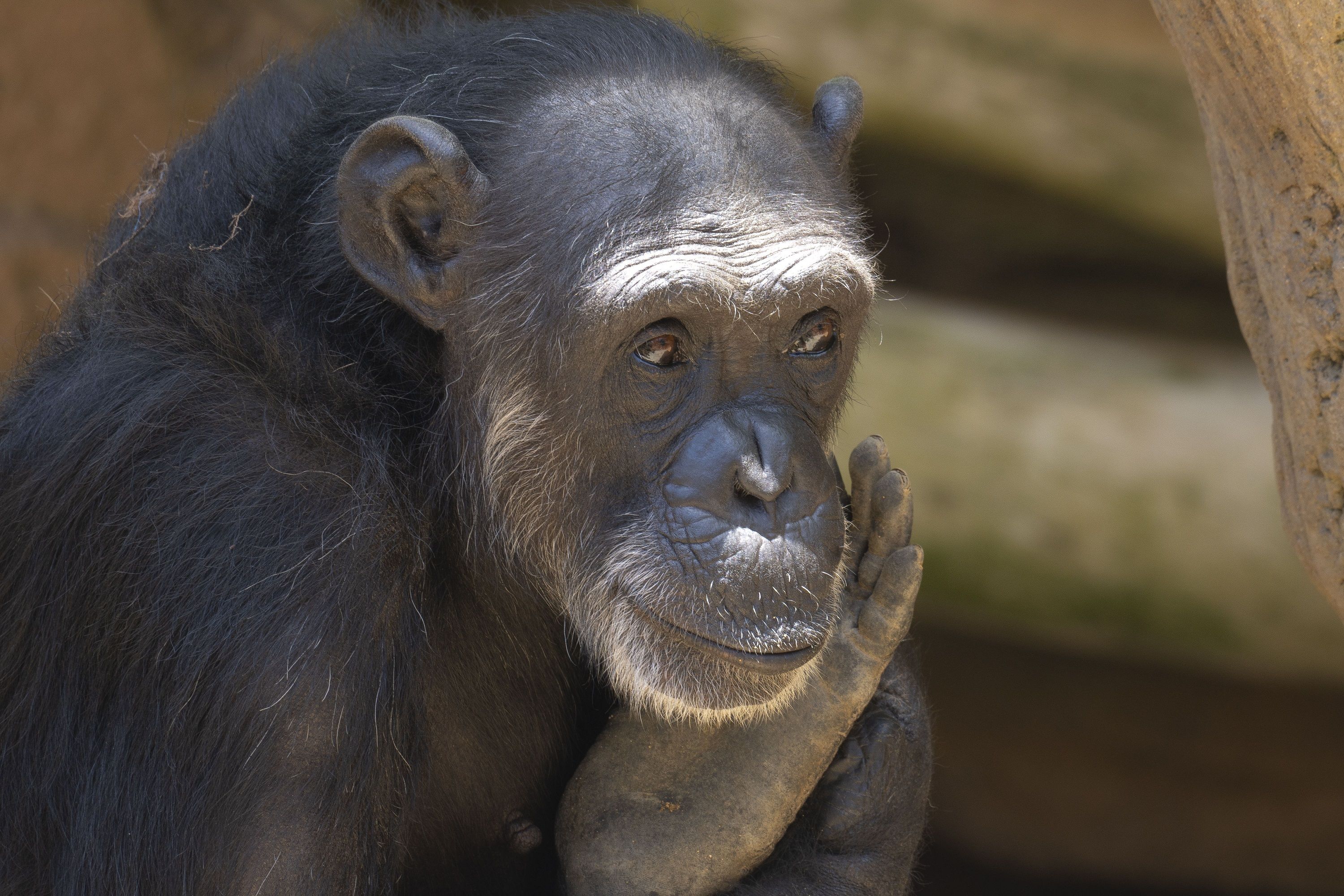 Imagen de Julieta, la hembra de chimpancé que fue rescatada por el Bioparc de Fuengirola.