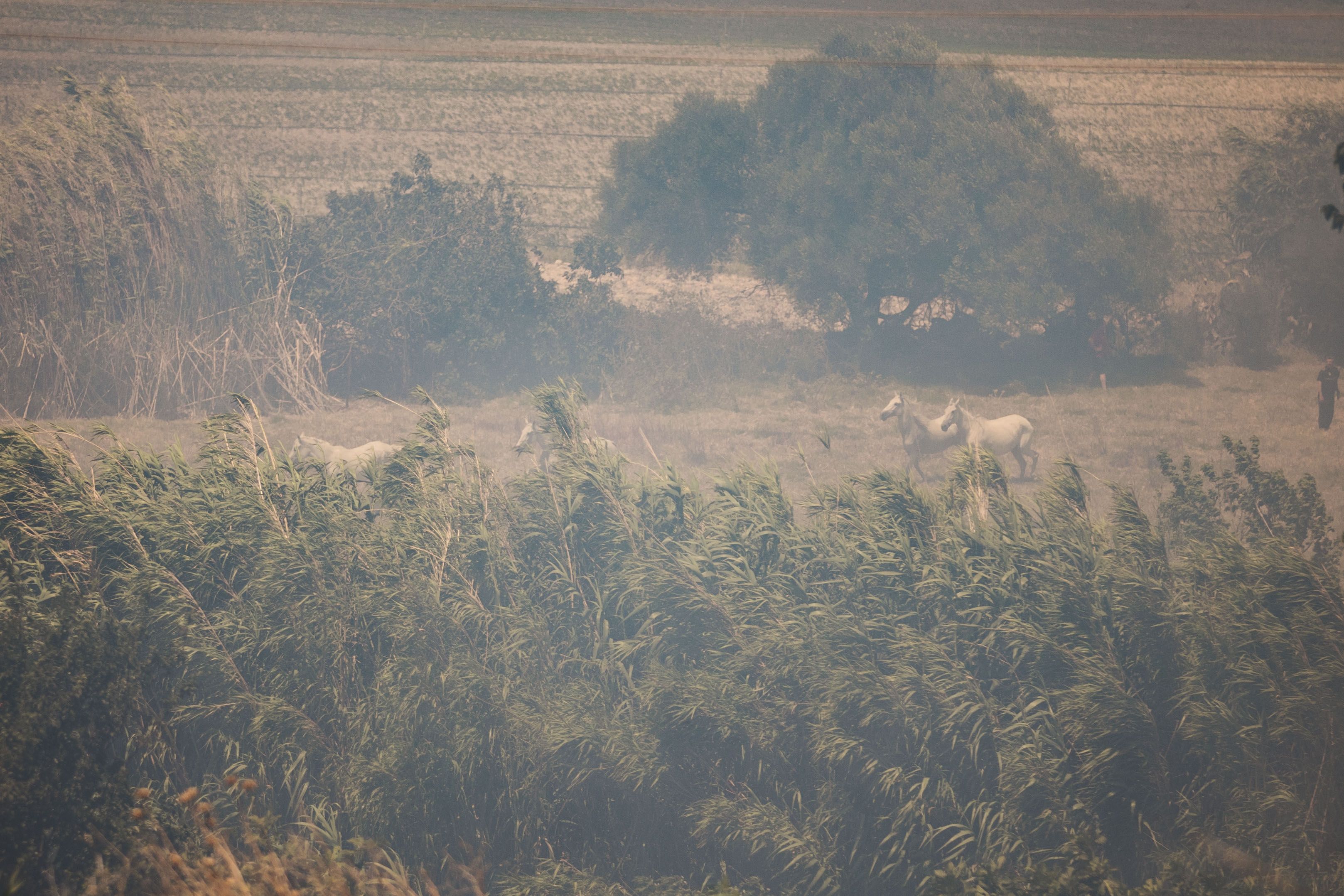 Caballos huyendo del fuego.
