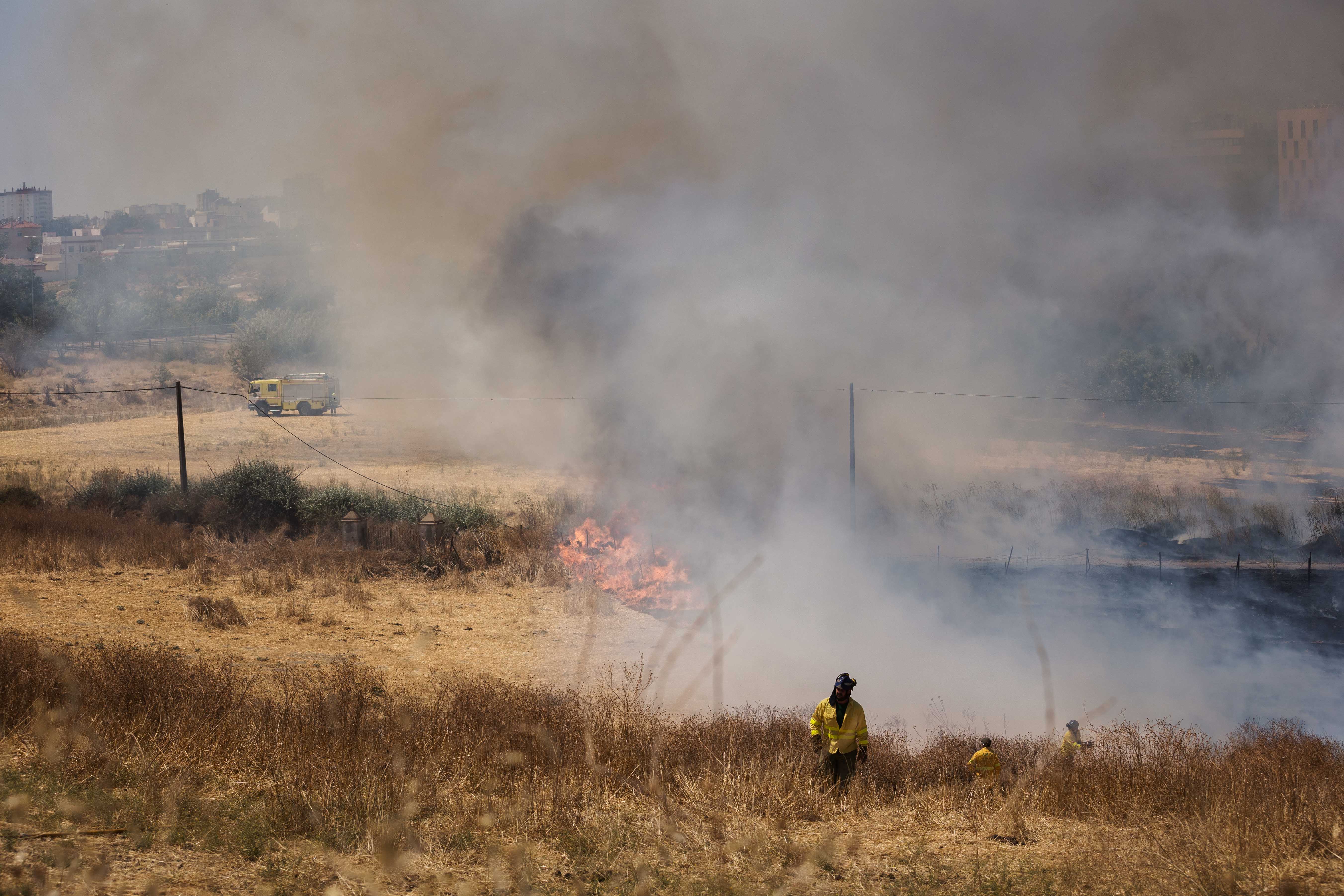 Llamas, con la ciudad al fondo.