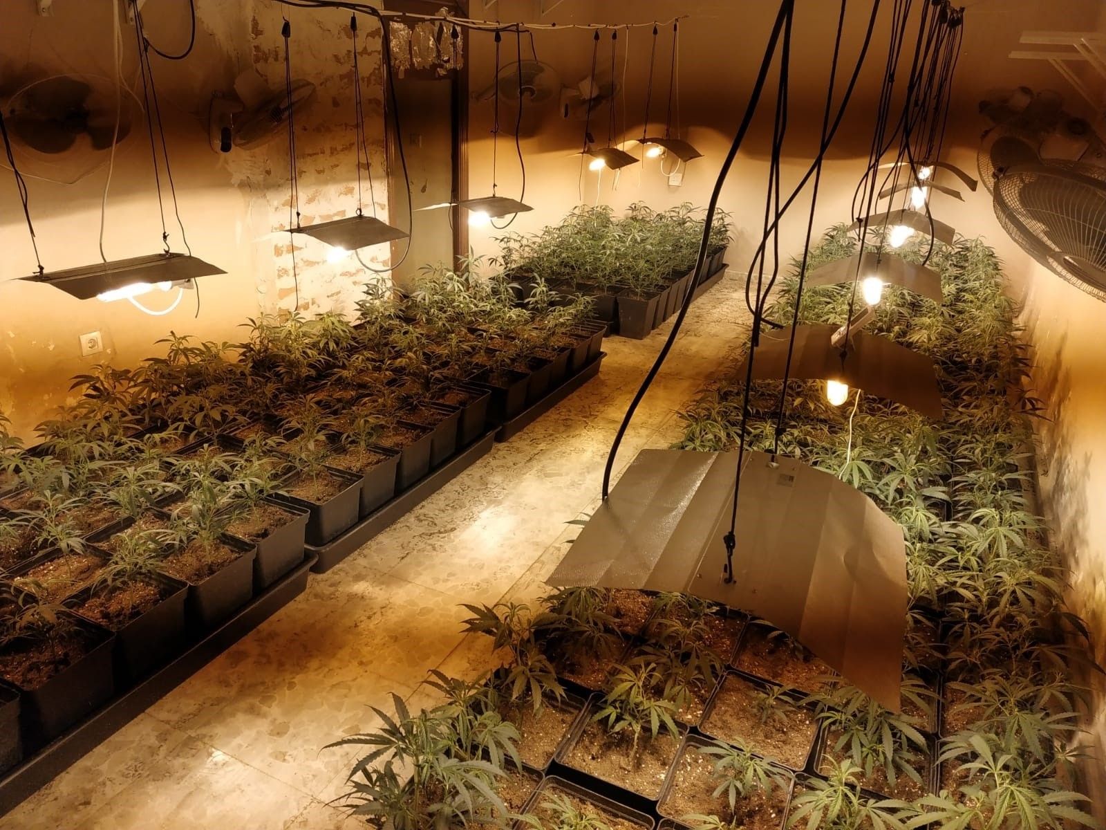 Plantación de marihuana en Nueva Jarilla. FOTO: GUARDIA CIVIL. 