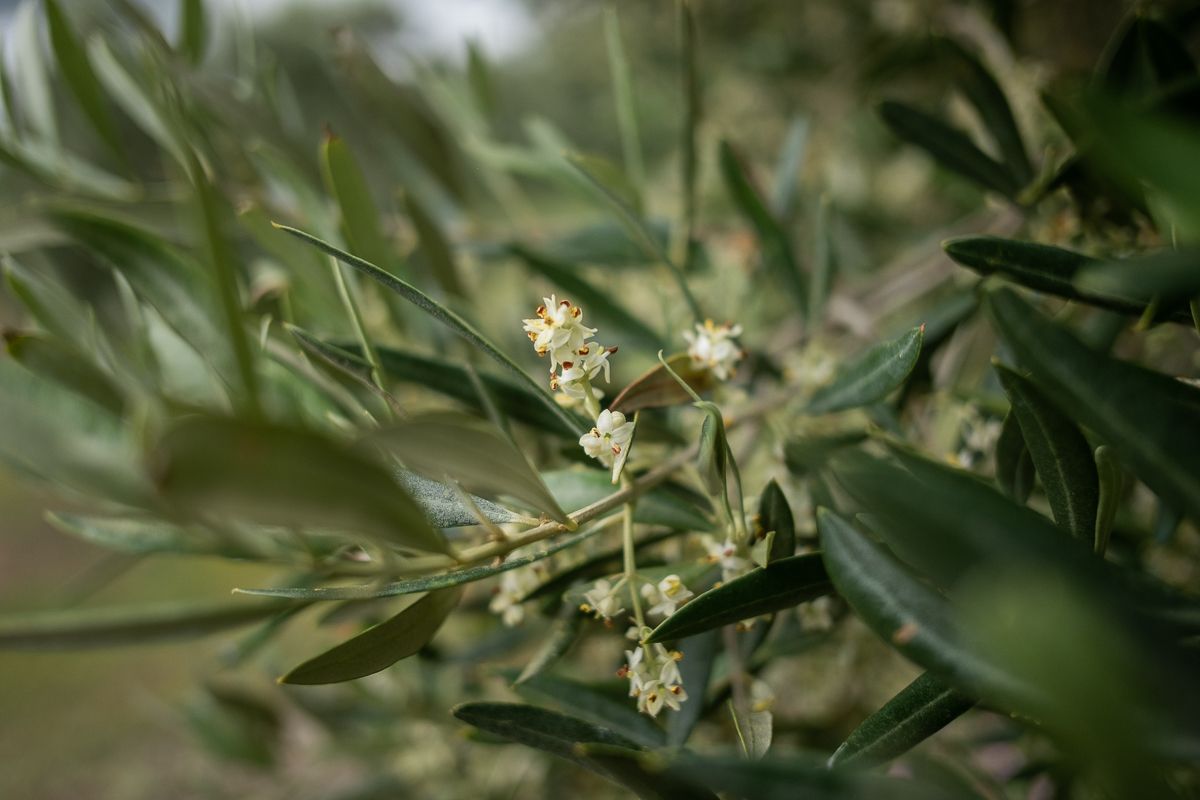 Un olivo en flor. FOTO: MANU GARCÍA.