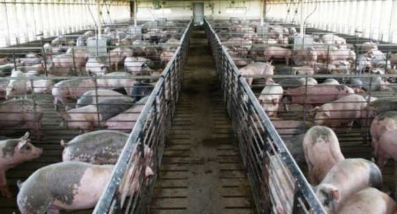 Una granja de cerdos en Almería.