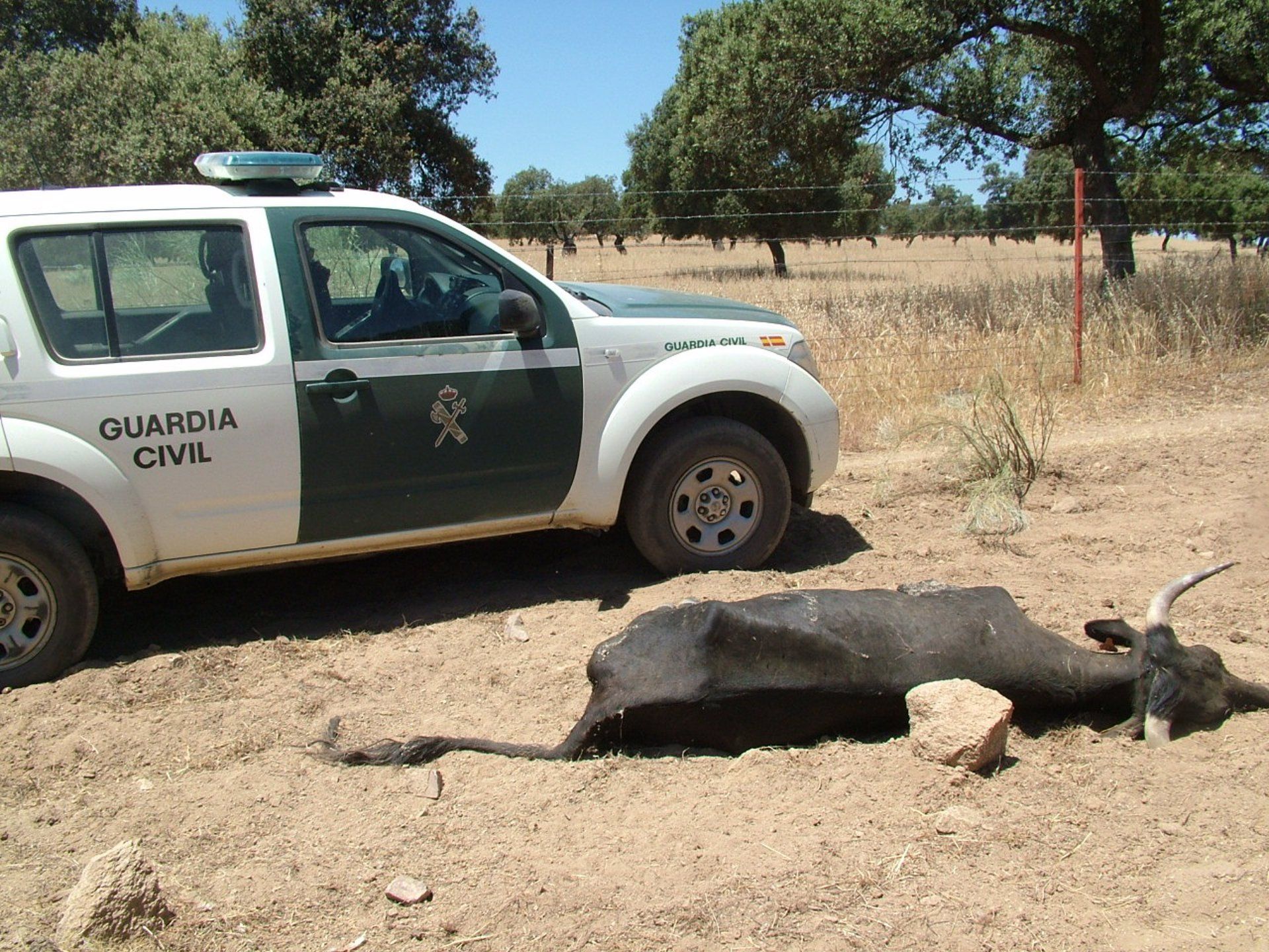 Una de las 36 vacas muertas de sed halladas por el Seprona en Dos Torres.   GUARDIA CIVIL