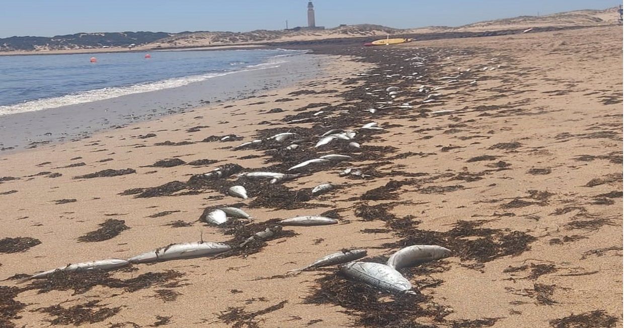Cientos de peces muertos en la playa de Marisucia.