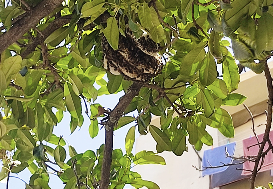 Imagen de archivo de un enjambre de abejas.