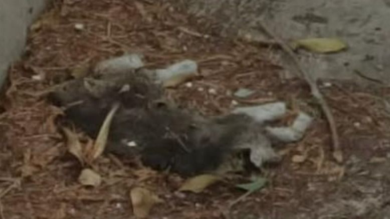 Gato decapitado en Alcalá de Guadaíra, otro caso de maltrato animal. Cedida. 