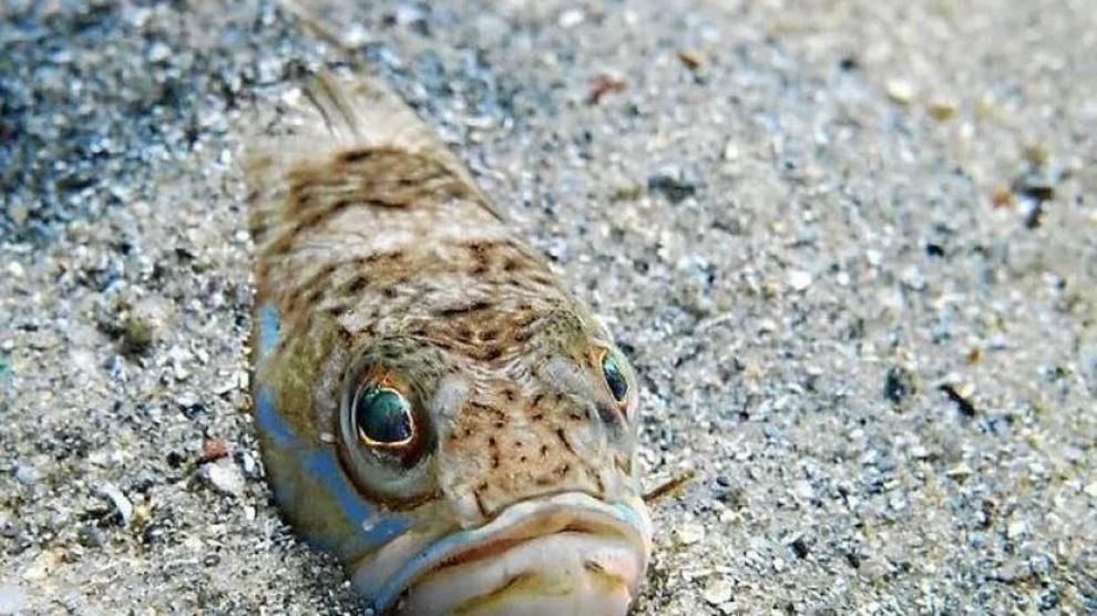 Pez araña. Archivo.