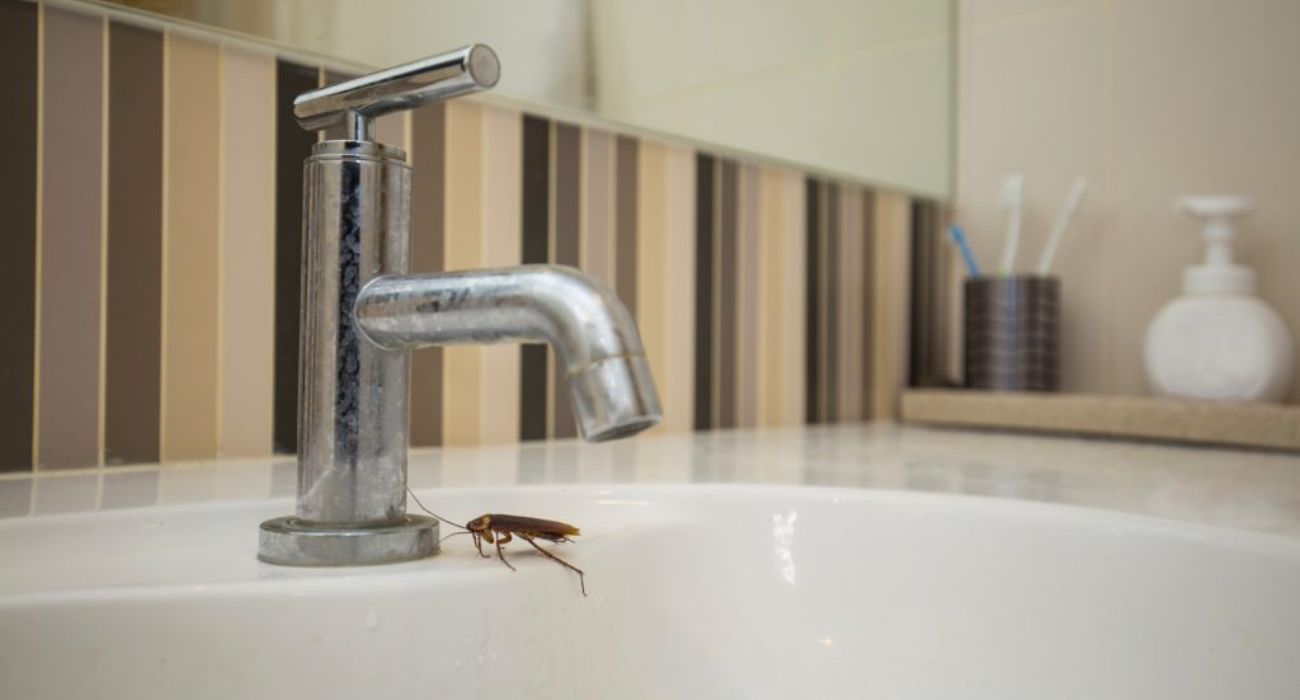 Escena habitual y desagradable en verano: cucarachas invadiendo nuestra casa. Escena habitual y desagradable en verano: cucarachas invadiendo nuestra casa.