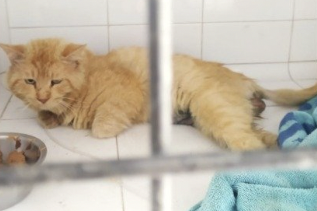 Gato fallecido que sufrió un disparo en la barriada El Pilar en Chiclana.