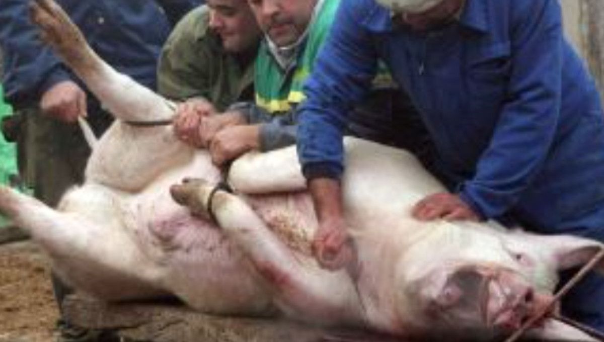 Matanza del cerdo en una imagen de archivo.