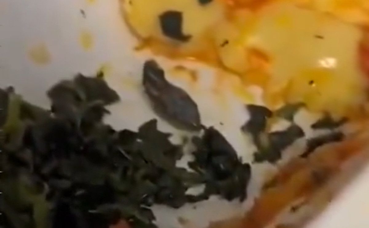 Cabeza de serpiente encontrada por una azafata de vuelo en su menú.