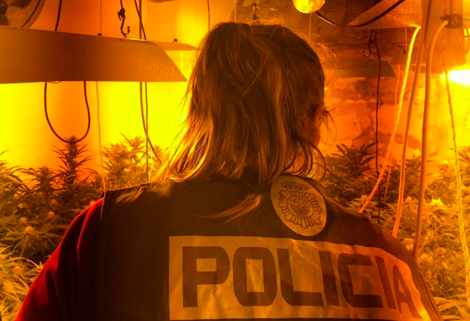Imagen del interior de la plantación de marihuana en Sanlúcar. FOTO: POLICÍA NACIONAL. 
