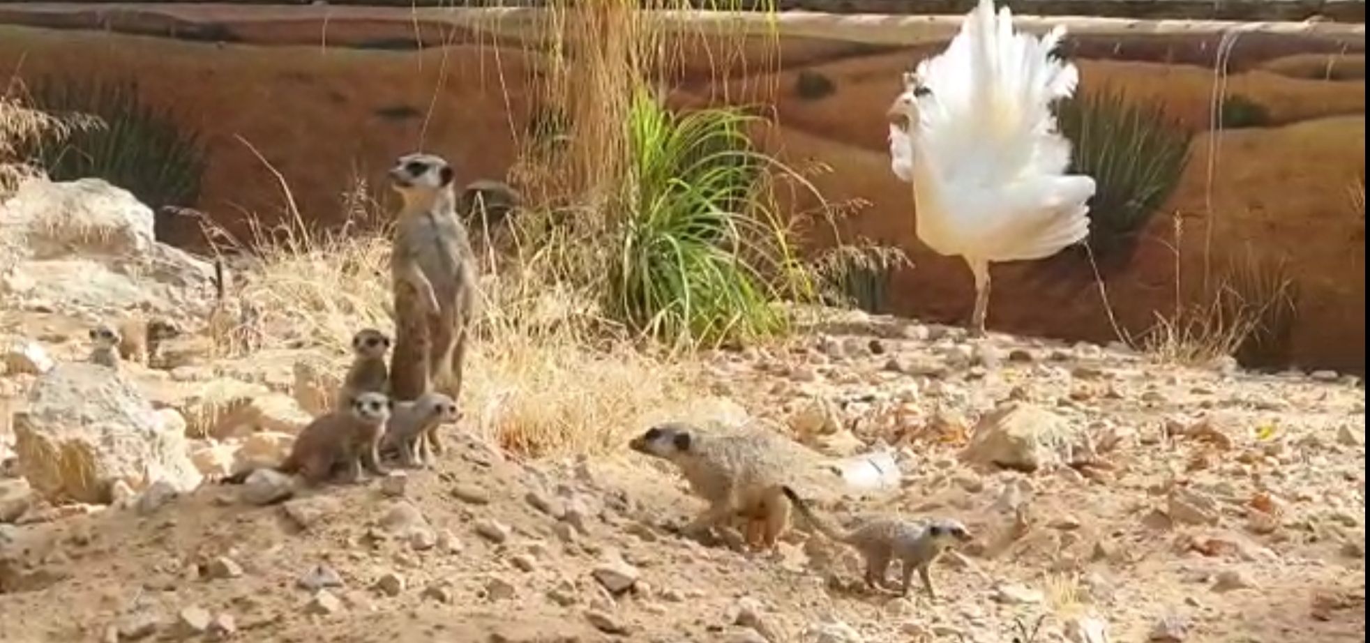 'Baby boom' de los suricatos en el Zoo de Jerez: Timón se convierte en padre de 9 crías 