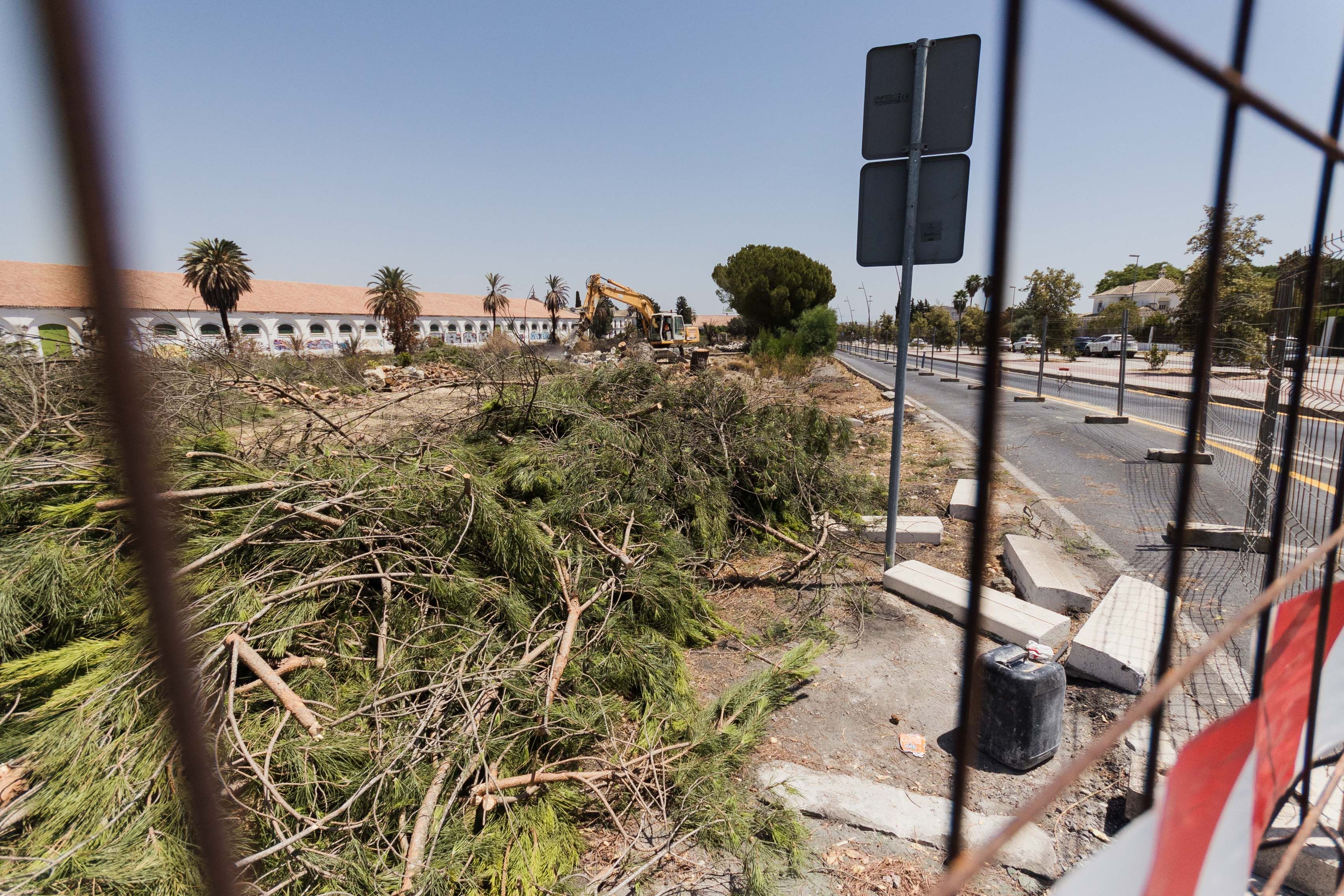 Una imagen del 'arboricidio' en la antigua N-IV en Jerez.