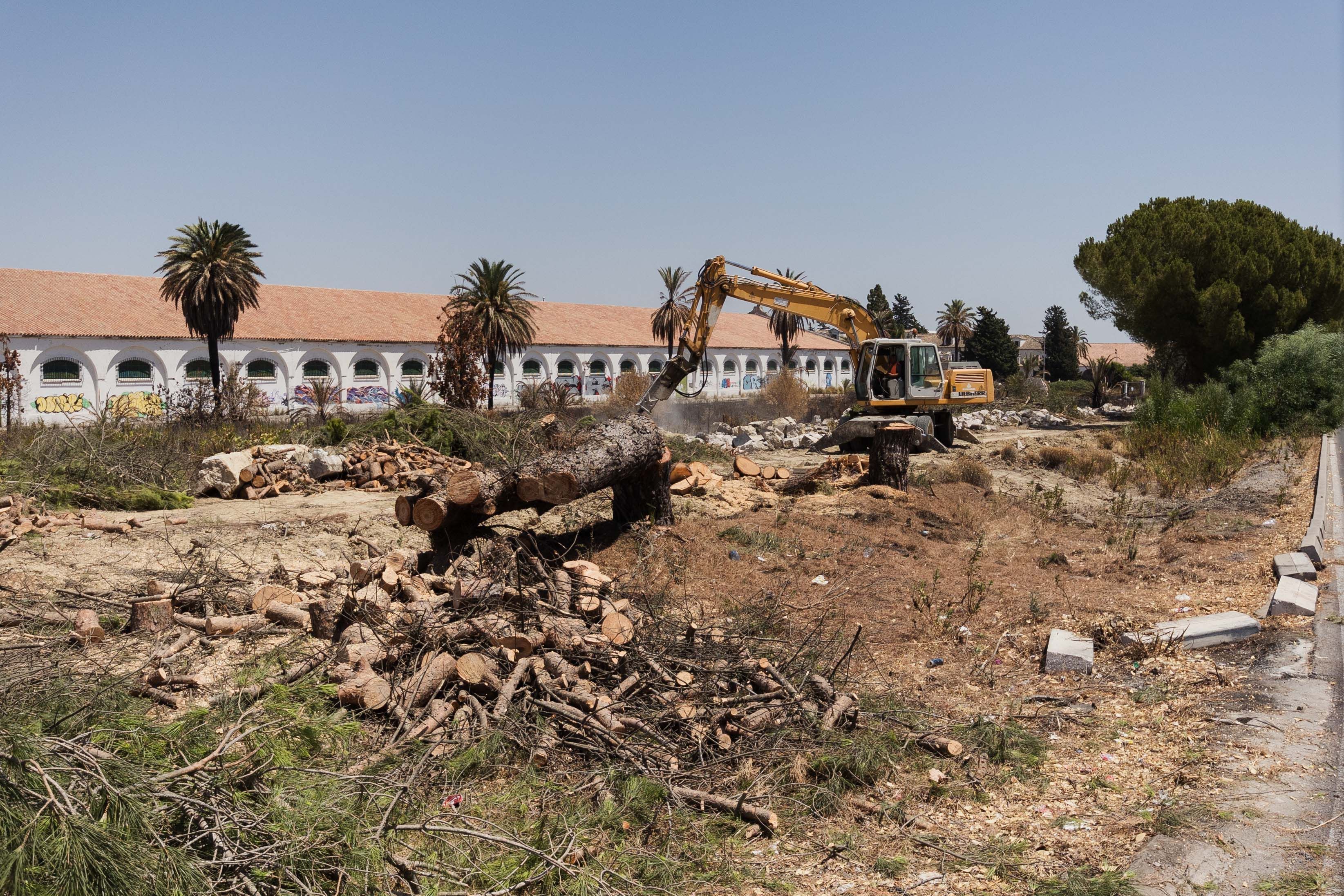 Imagen de archivo de árboles talados en el entorno de las bodegas Croft.