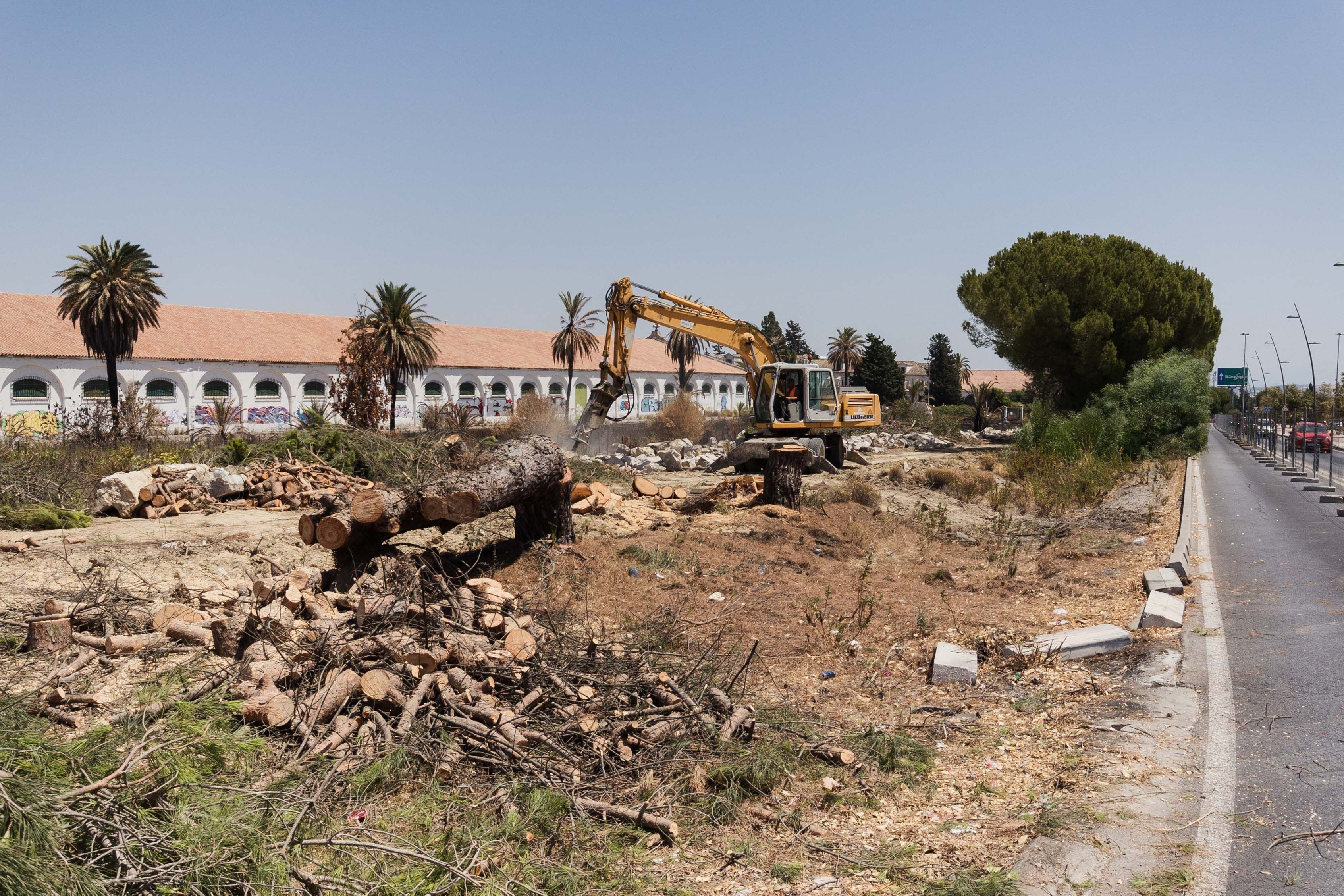 Reciente tala de árboles en la finalización del desdoble de la avenida Reina Sofía, en las antiguas Bodegas Croft en Jerez.