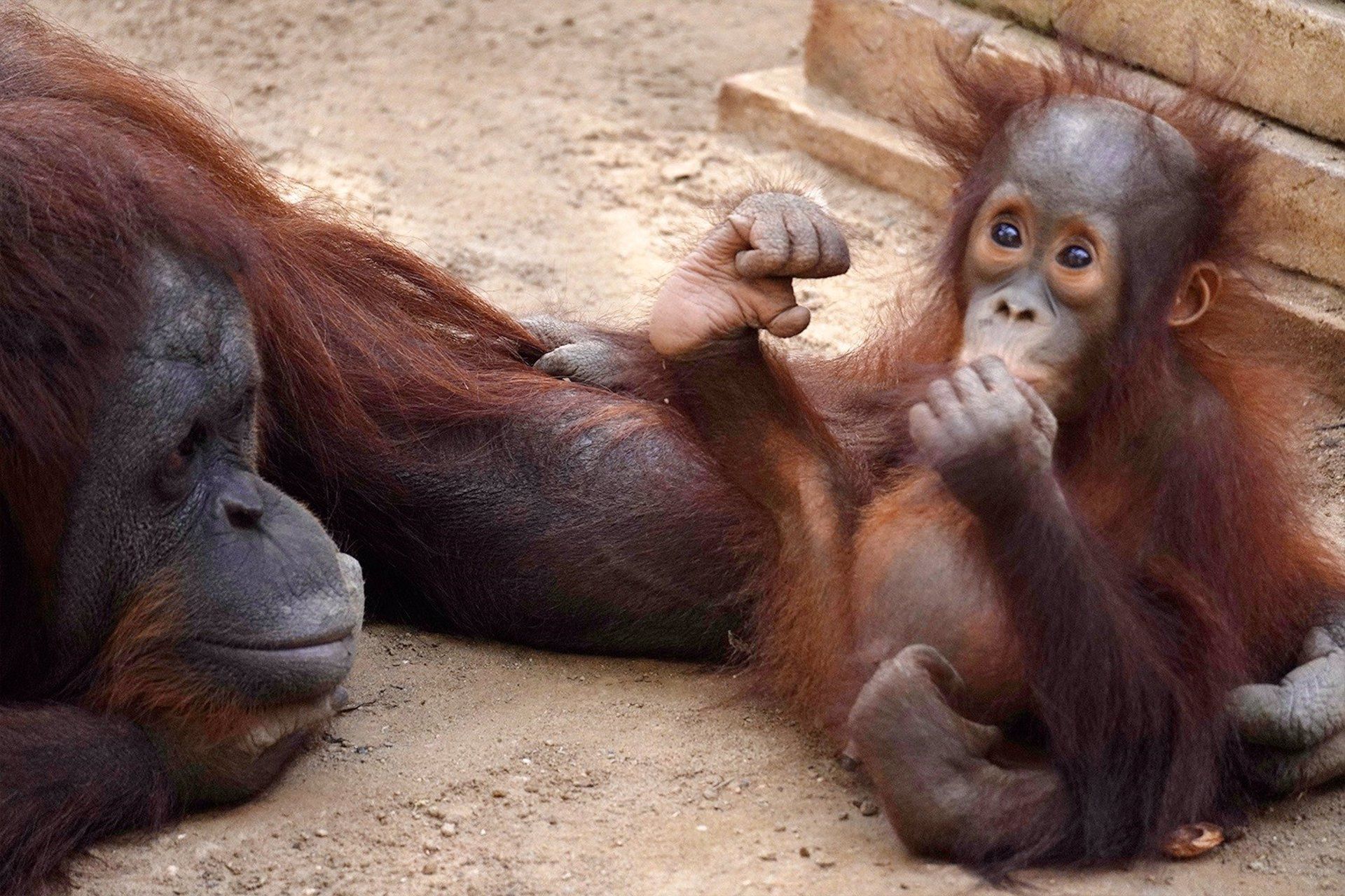Neo, el orangután nacido en el zoo andaluz de Fuengirola.
