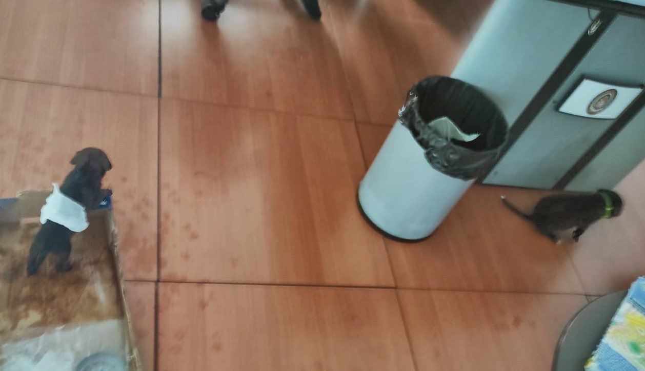 Los cachorros que iban en bolsas de plástico.