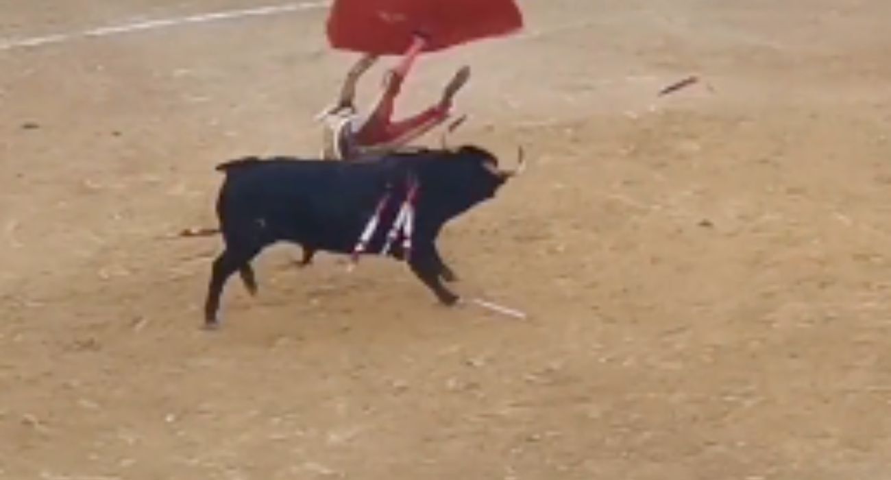 El matador de toros José Tomás, cogido por un astado.