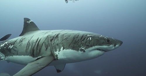 Captura del tiburón blanco.   INSTAGRAM