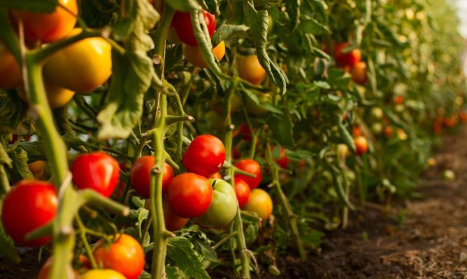 Plantación de tomates.