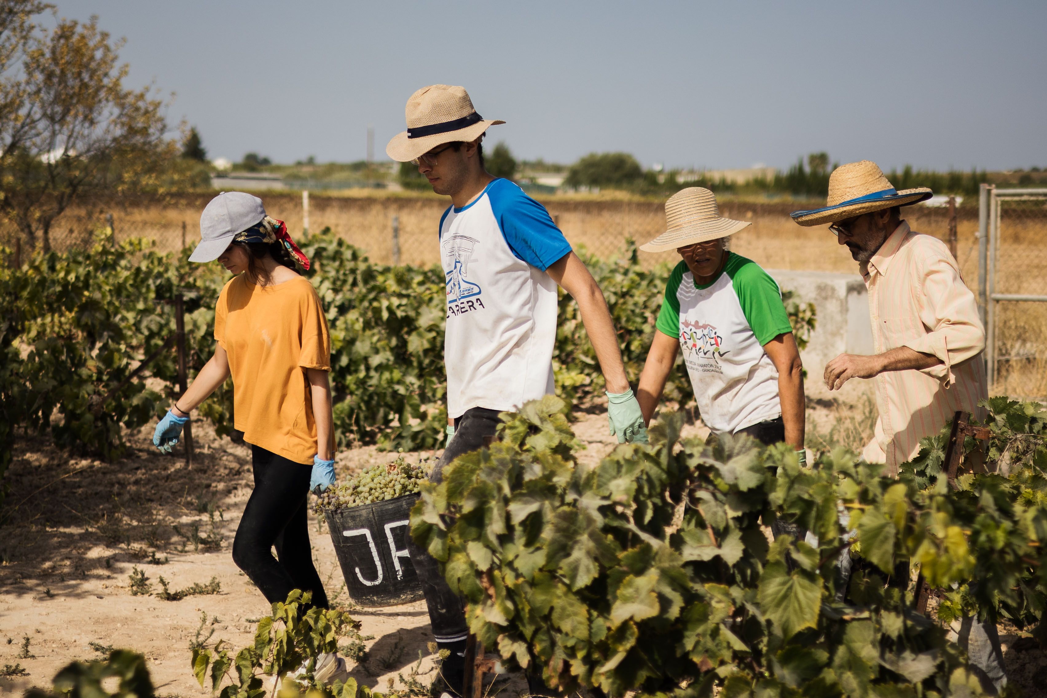 Manuel Caballero, terminando la vendimia en la pequeña viña que regenta en Trebujena.